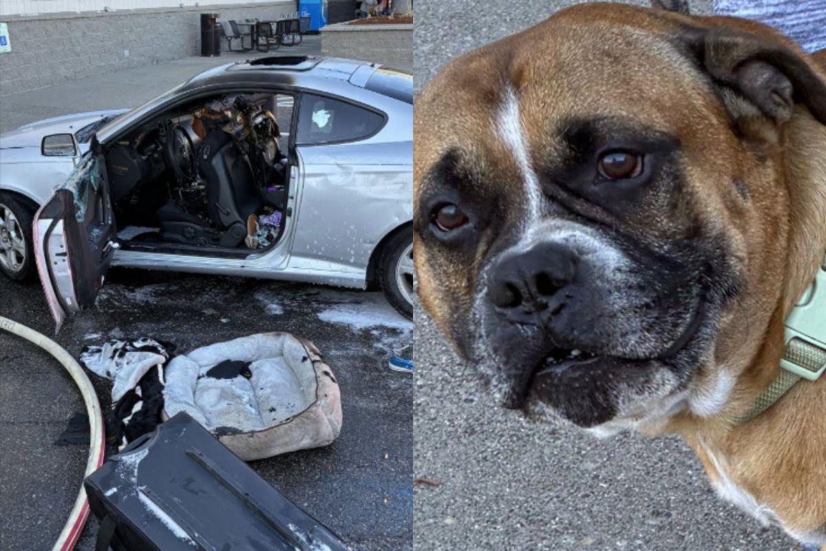 Cão é resgatado de carro em chamas enquanto dono estava dentro de mercado