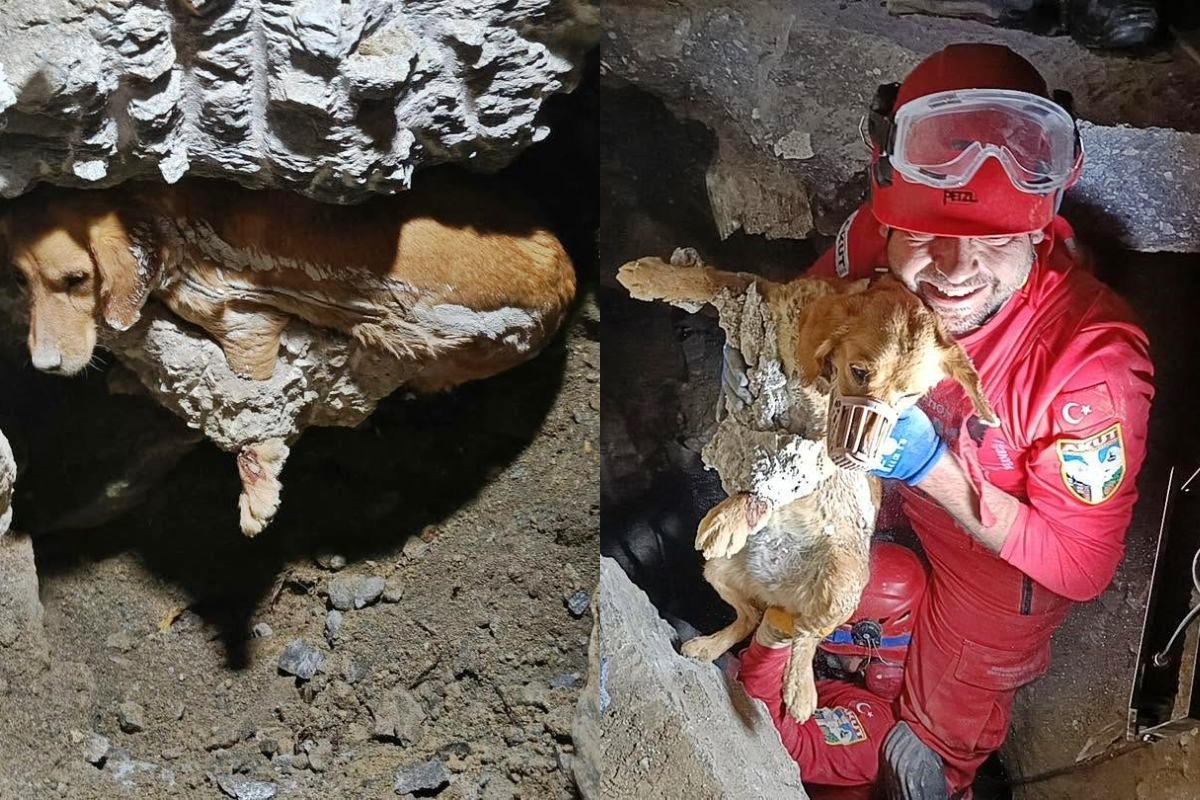 Presa em concreto endurecido, cadela é resgatada a 1 metro de profundidade