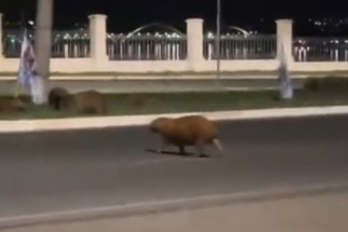 Motorista foge após atropelar e matar capivara que atravessava rua no Lago