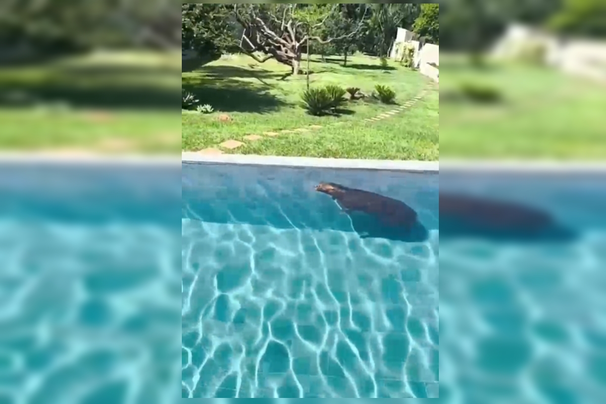 Capivara é resgatada após ser flagrada tomando banho de piscina no Lago Sul