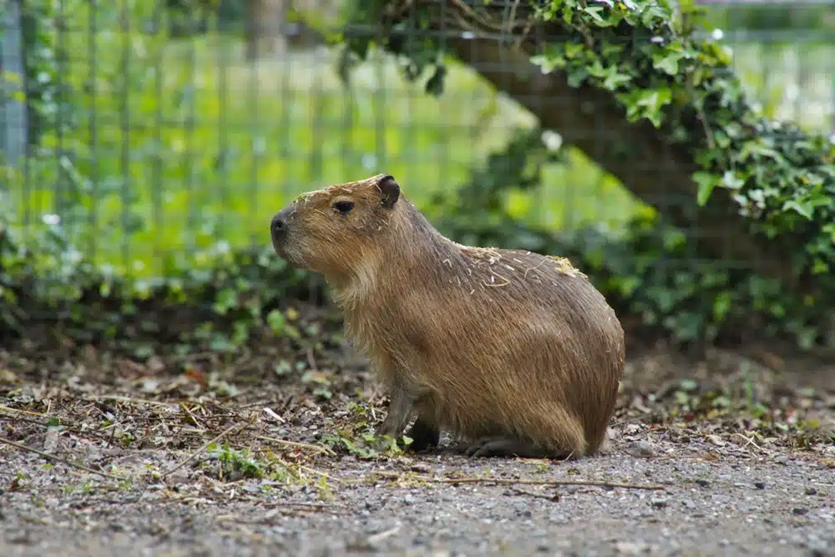 capivara tango