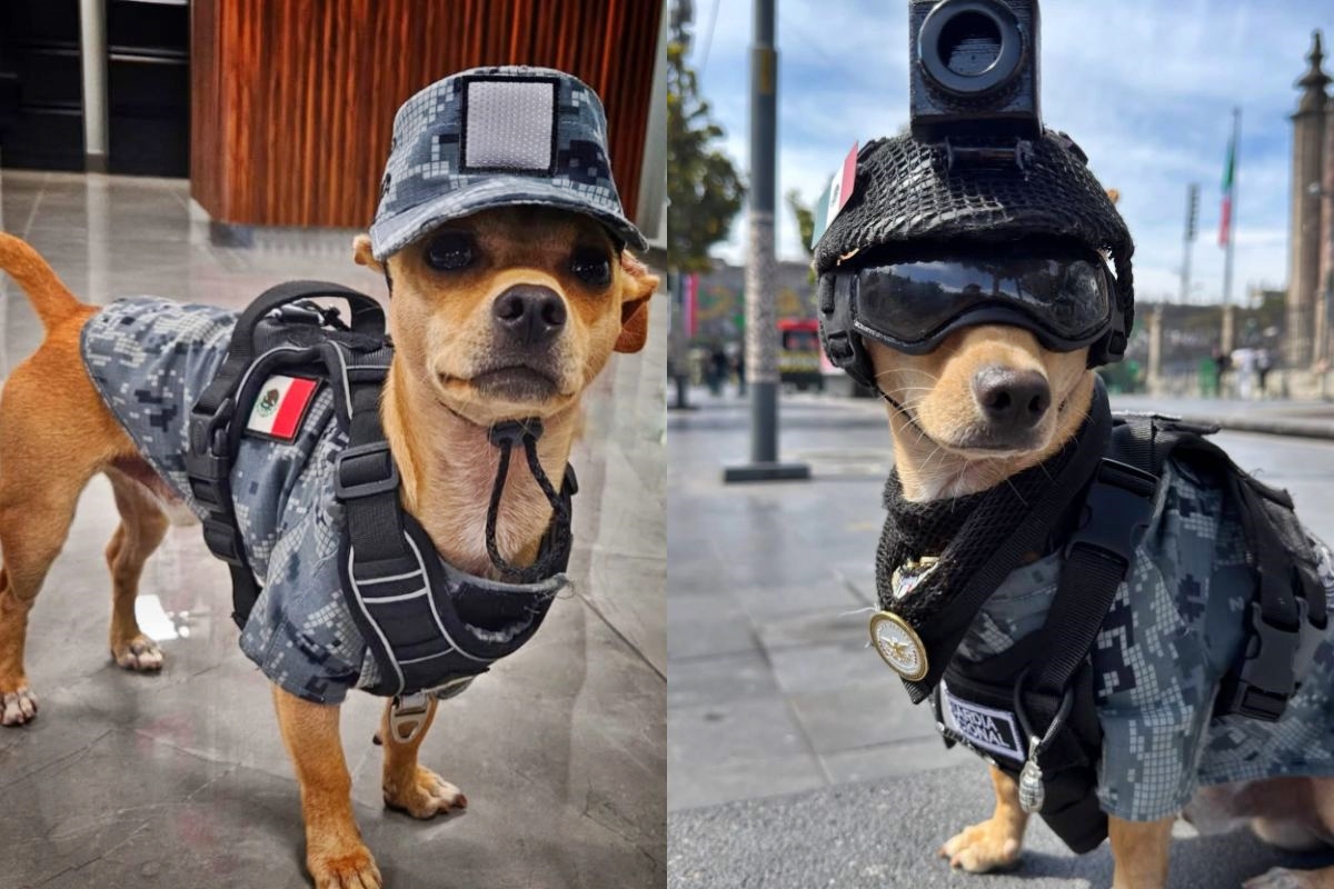 Chihuahua de 7 kg viraliza como novo "recruta" da Guarda Nacional do México