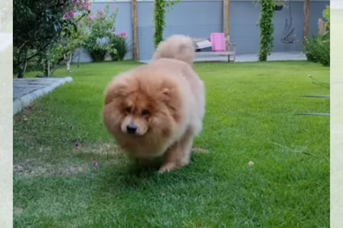 Chow-chow resgatado em estado grave passa por transformação impressionante