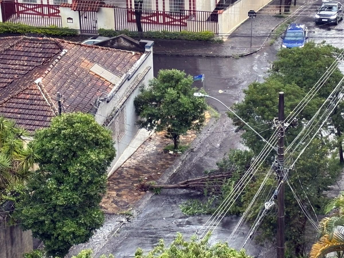 Árvore caída em BH após chuva forte