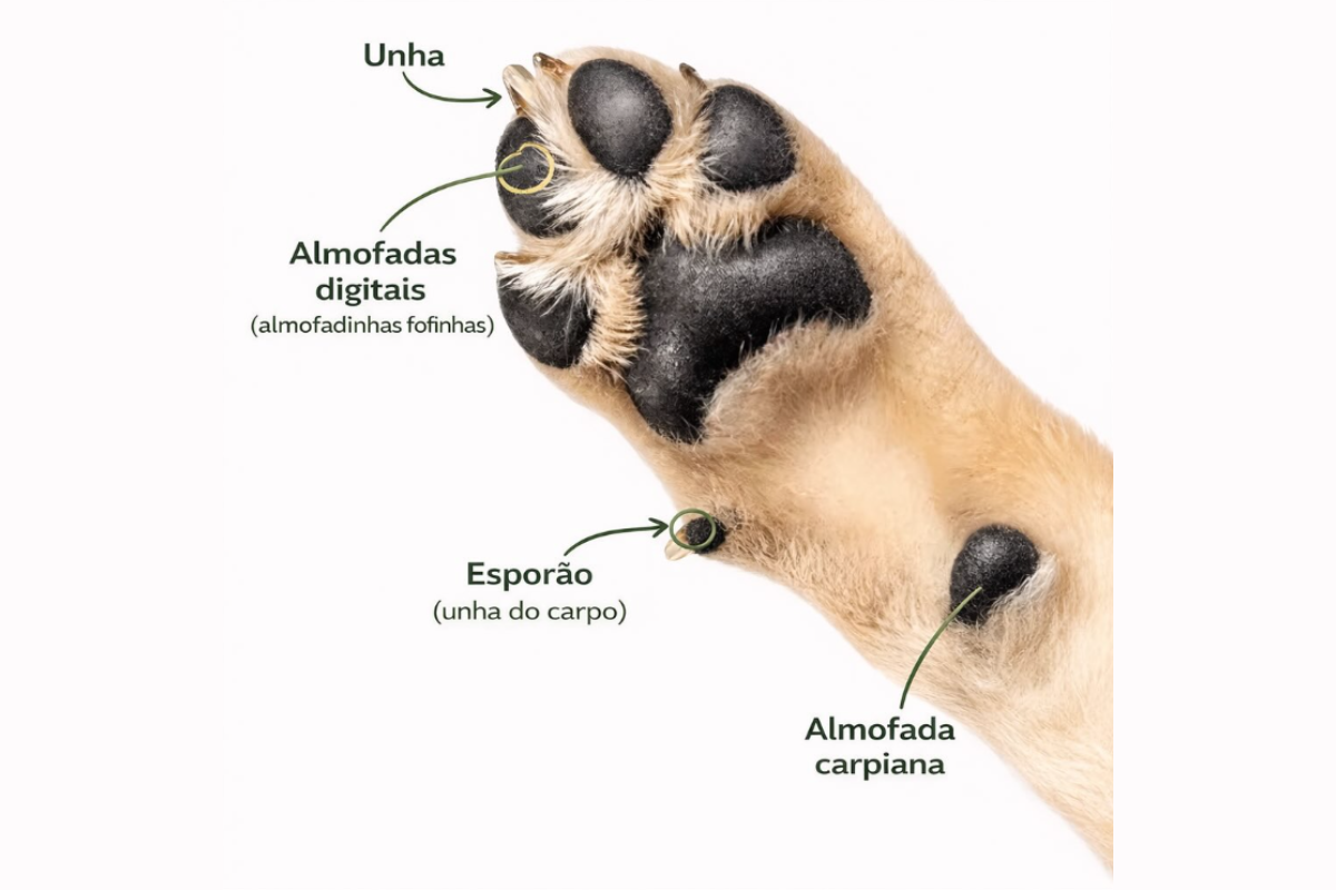 Estruturas das patas dos cães