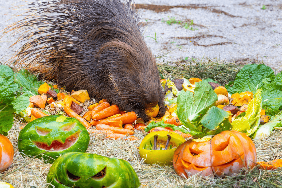Zoológico de SP terá programação especial de Halloween neste fim de semana