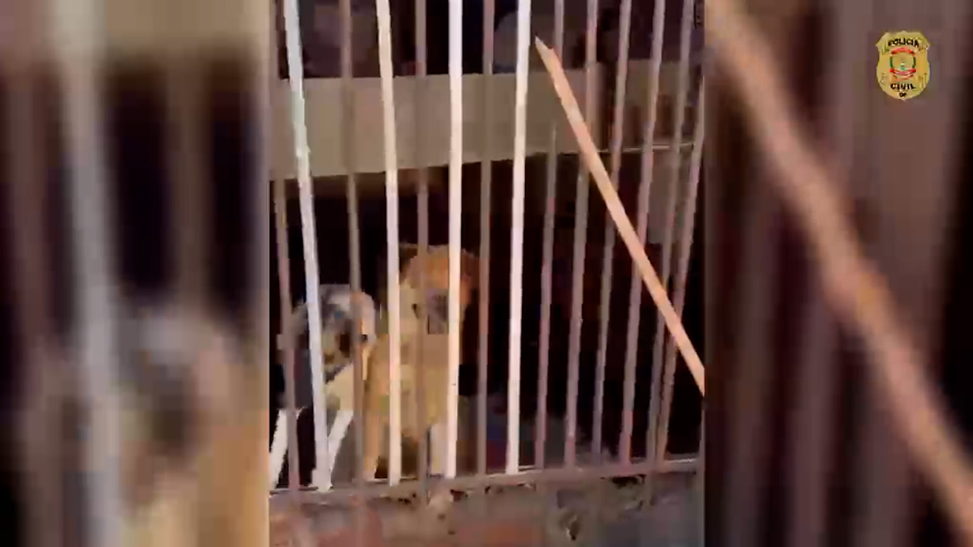 PCDF resgata 30 cães e gatos submetidos a maus-tratos no Guará