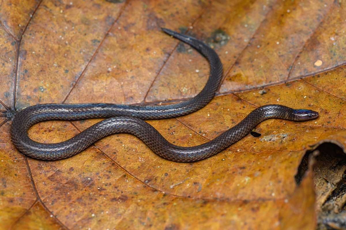 Cientistas descobrem como cobra dá cambalhotas para fugir de predadores
