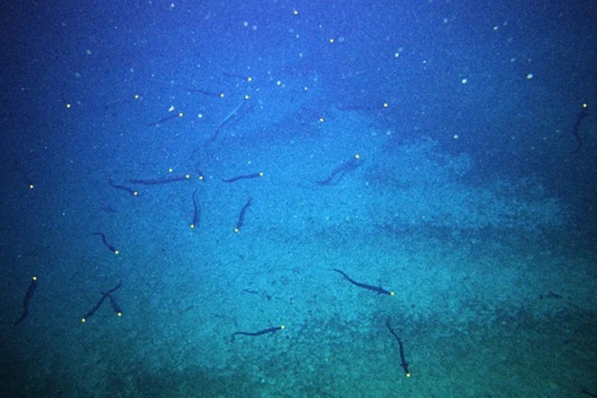 2,8 milhões de enguias se encontram em monte submarino para reprodução
