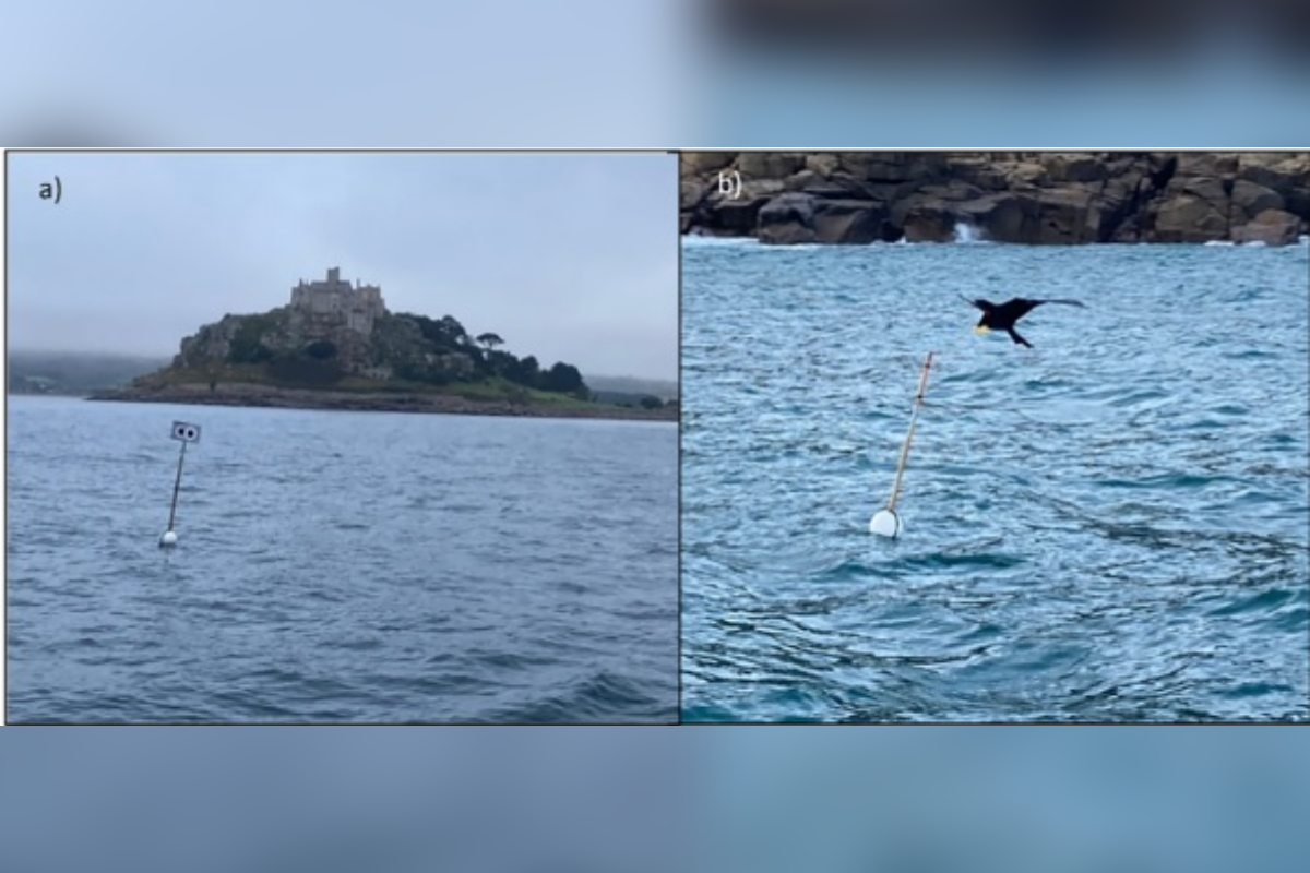 "Espantalhos flutuantes" ajudam a evitar morte de milhares de aves marinhas