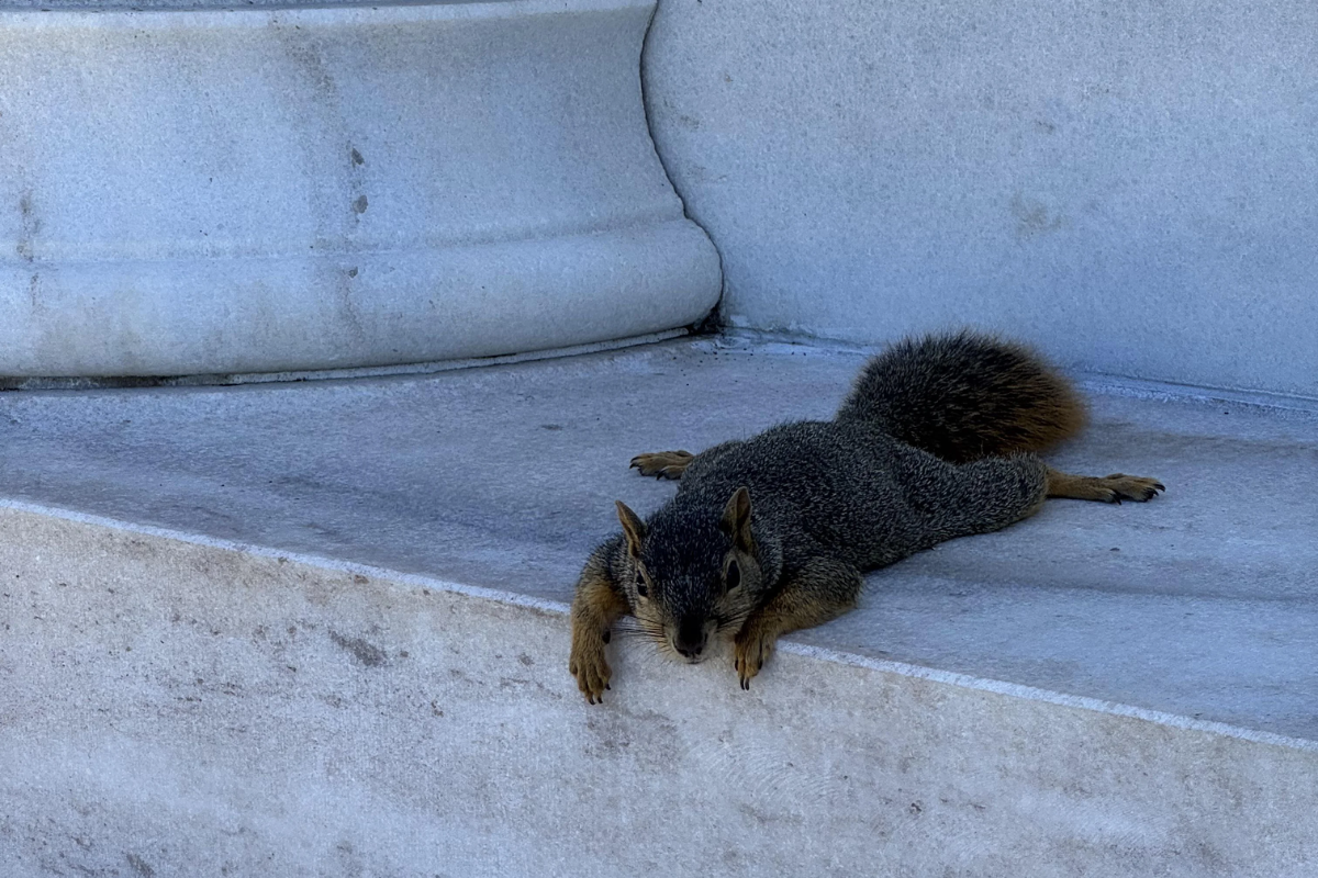Esquilos viralizam ao fazer poses para aliviar o calor em Los Angeles