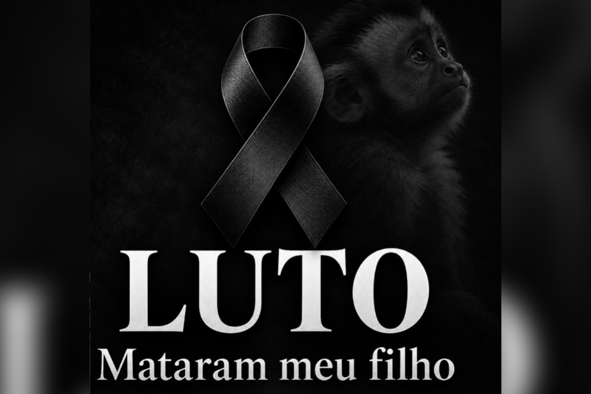 Macaco que invadiu casas de condomínio em Salvador morre após ser capturado