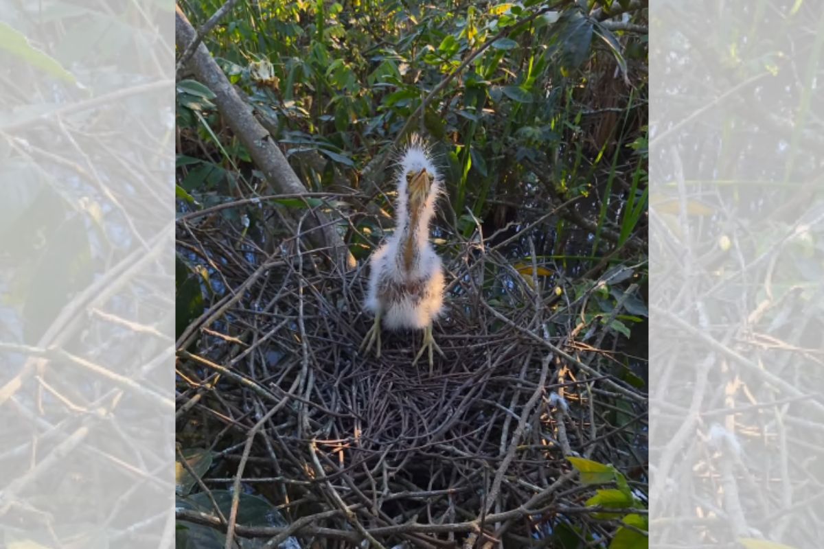 Filhote de socó-boi é flagrado em ninho e surpreende por visual inusitado