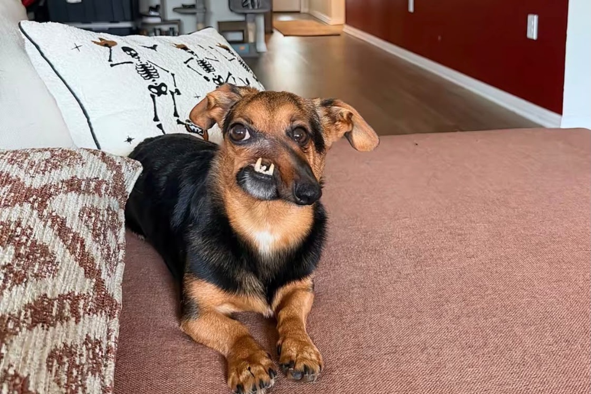 Cão com focinho torto supera abandono e tem final feliz; conheça Newt