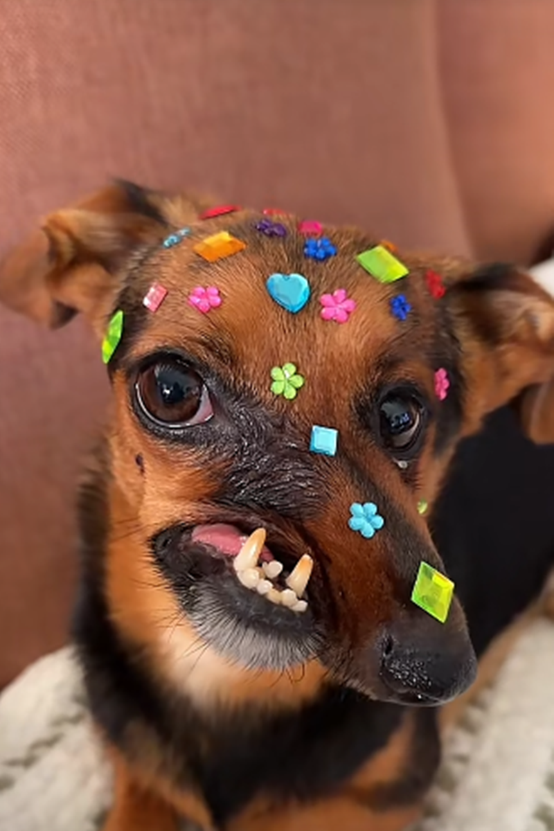 Filhote de Dachshund
