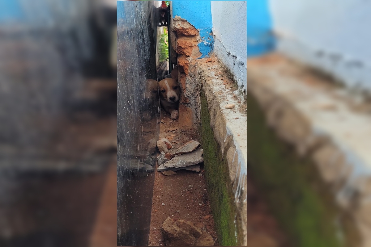 Cachorrinho é resgatado após ficar preso em túmulo de cemitério em GO