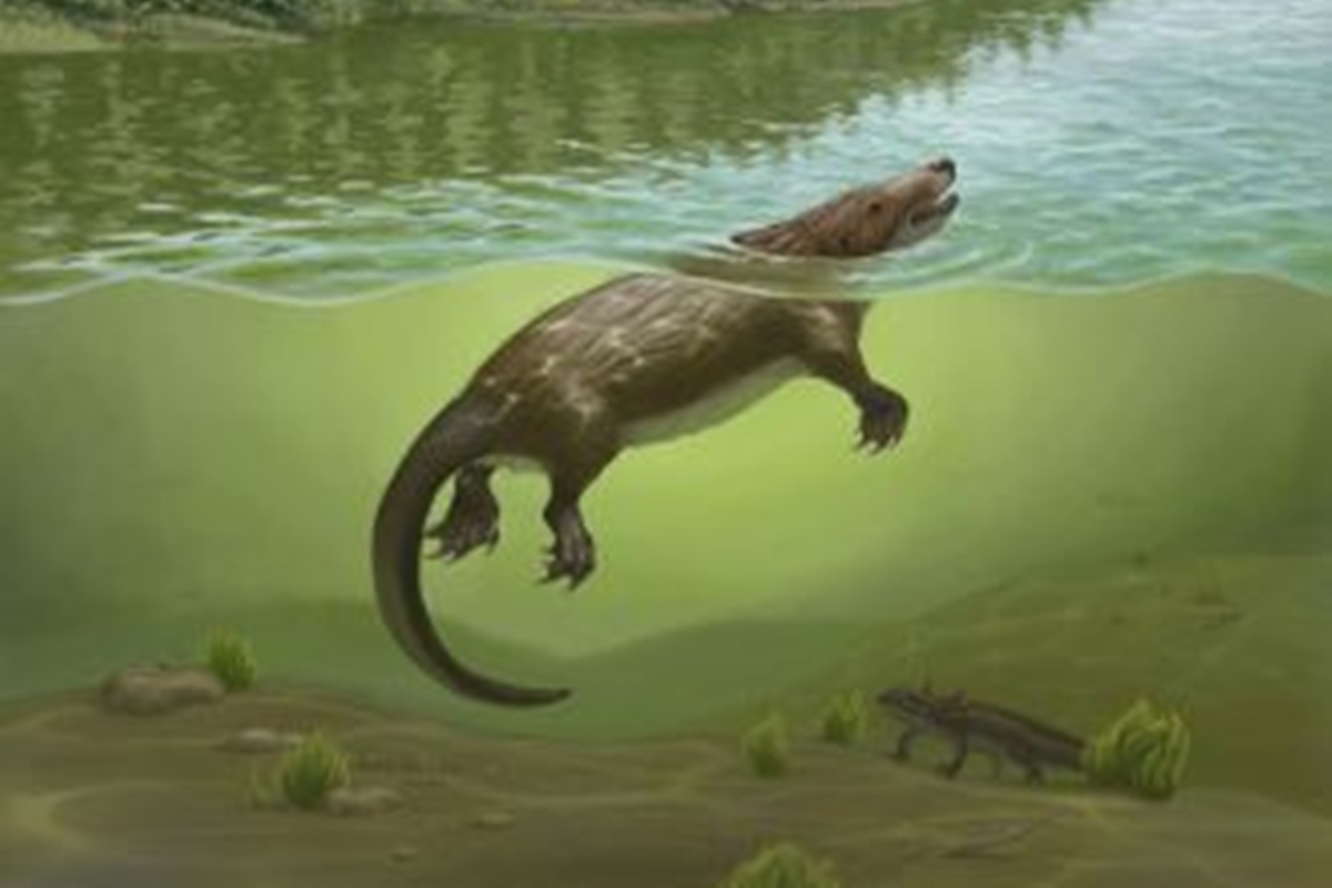 Fóssil de 168 milhões de anos ajuda a descobrir origens da amamentação
