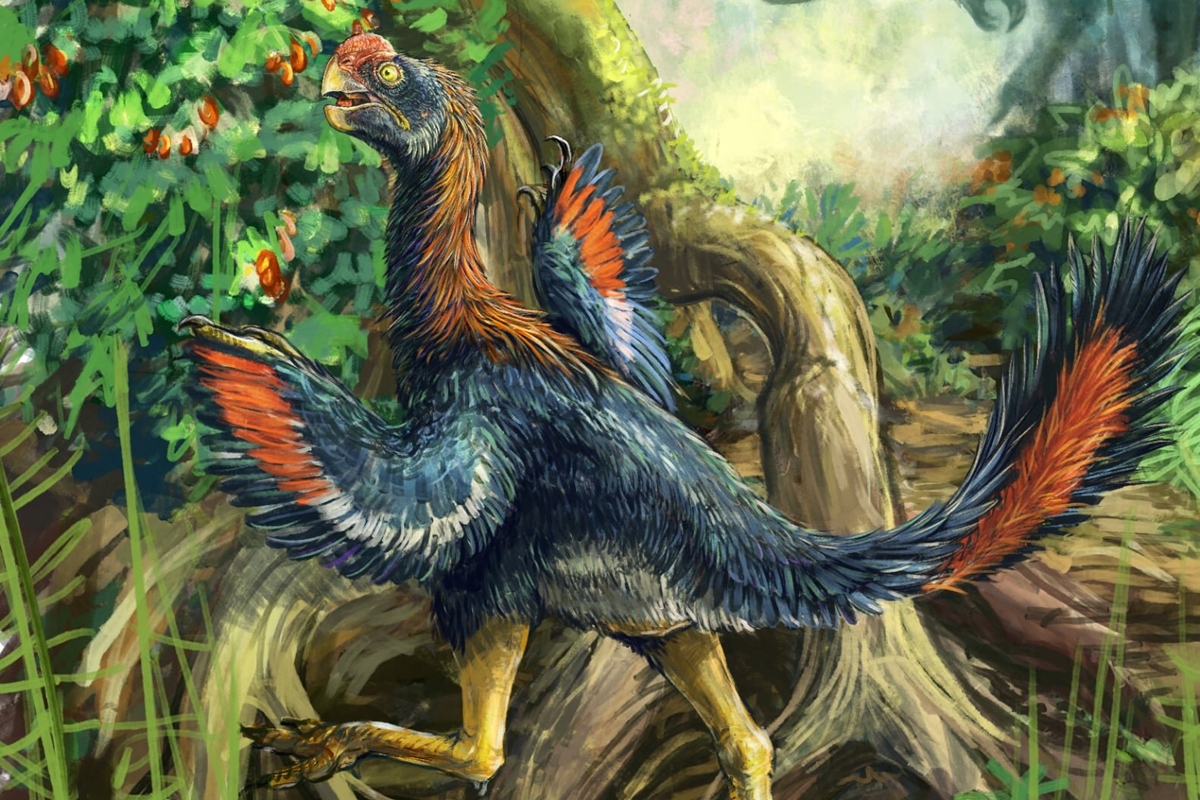 Fóssil revela dinossauro que mastigava frutas há 66 milhões de anos