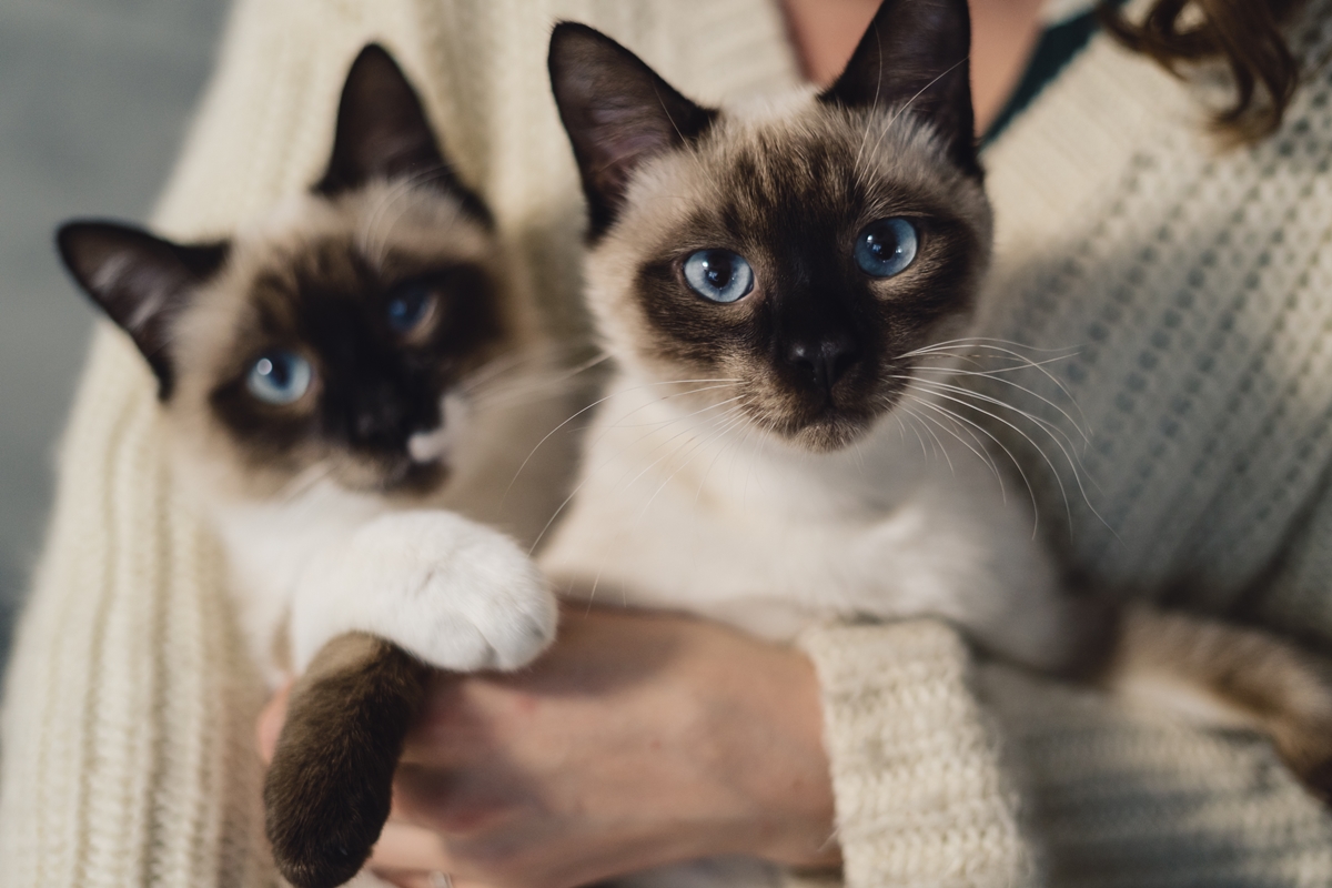 Tutores de gatos são mais felizes, aponta pesquisa que analisou 93 países