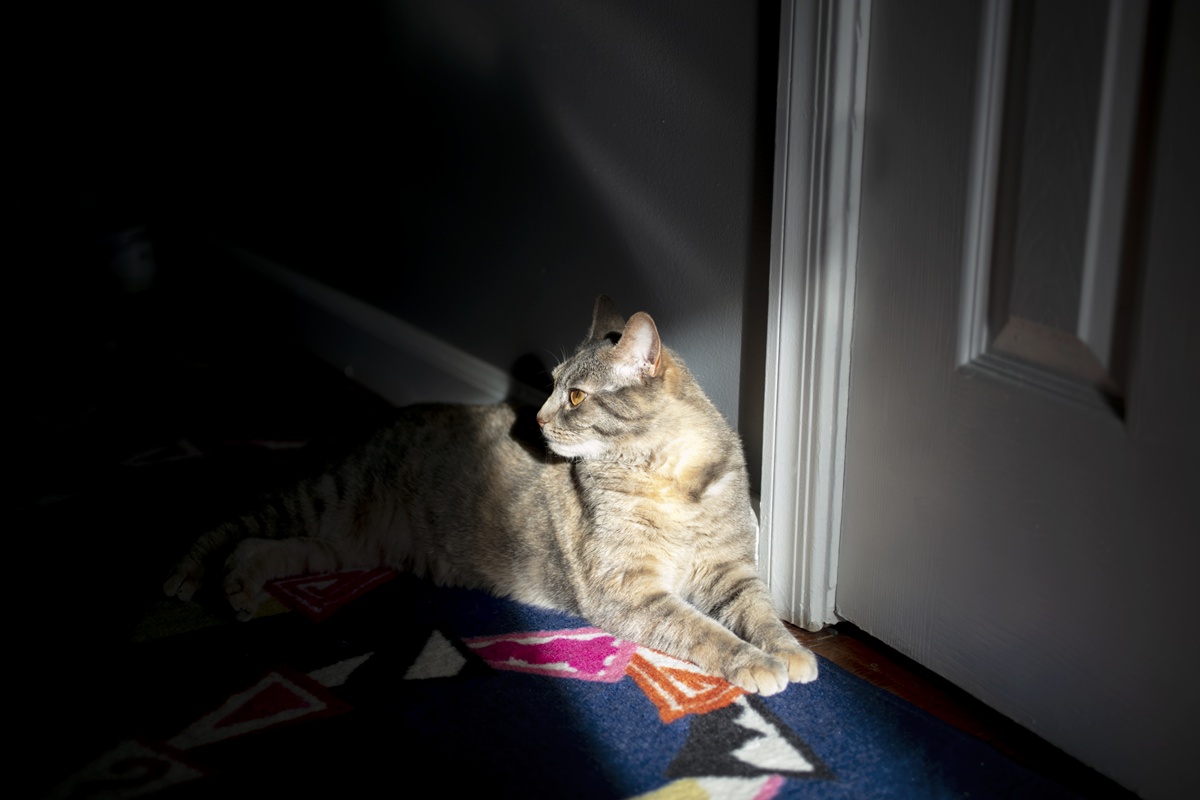 Por que gatos "tocam o terror" à noite ou de madrugada, segundo veterinário