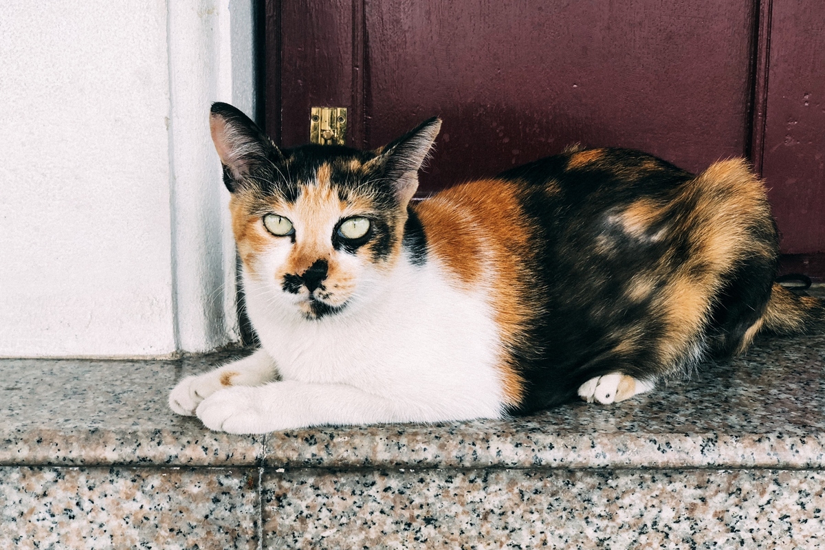 Genética explica por que apenas 0,4% dos gatos tricolores são machos