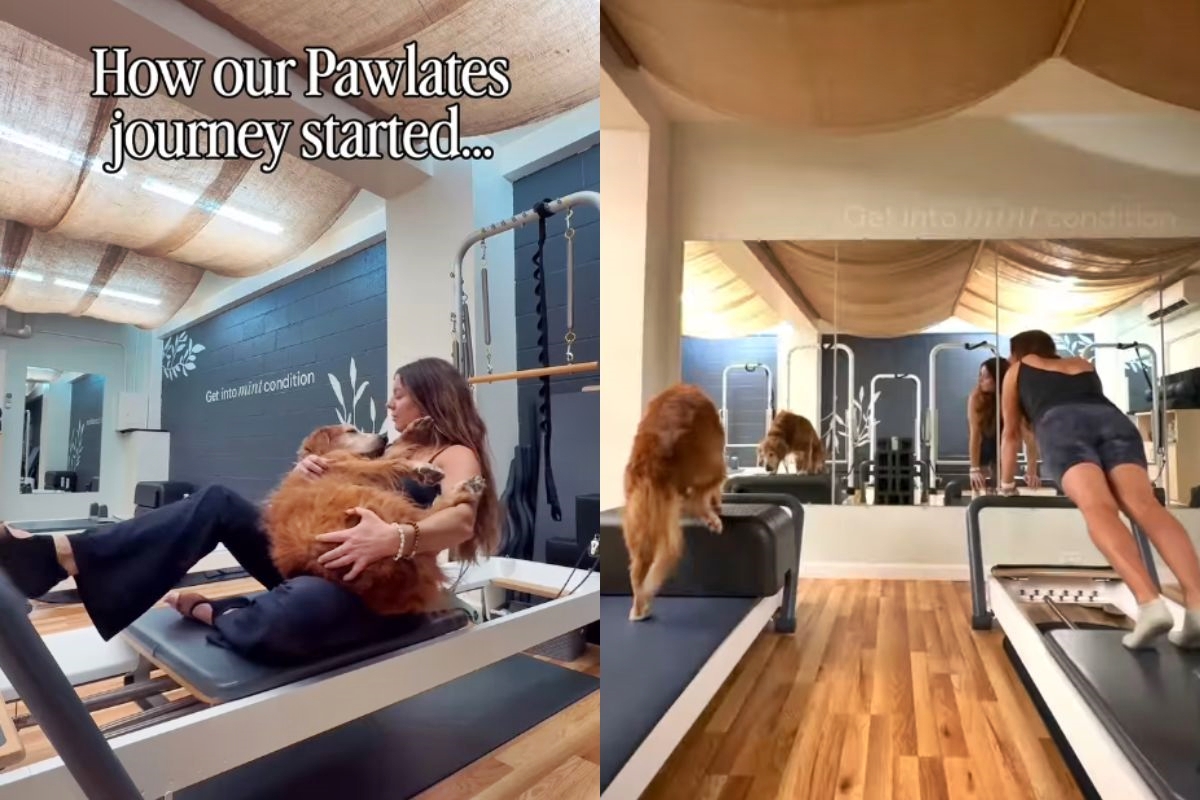 Golden retriever viraliza ao fazer pilates para recuperar mobilidade