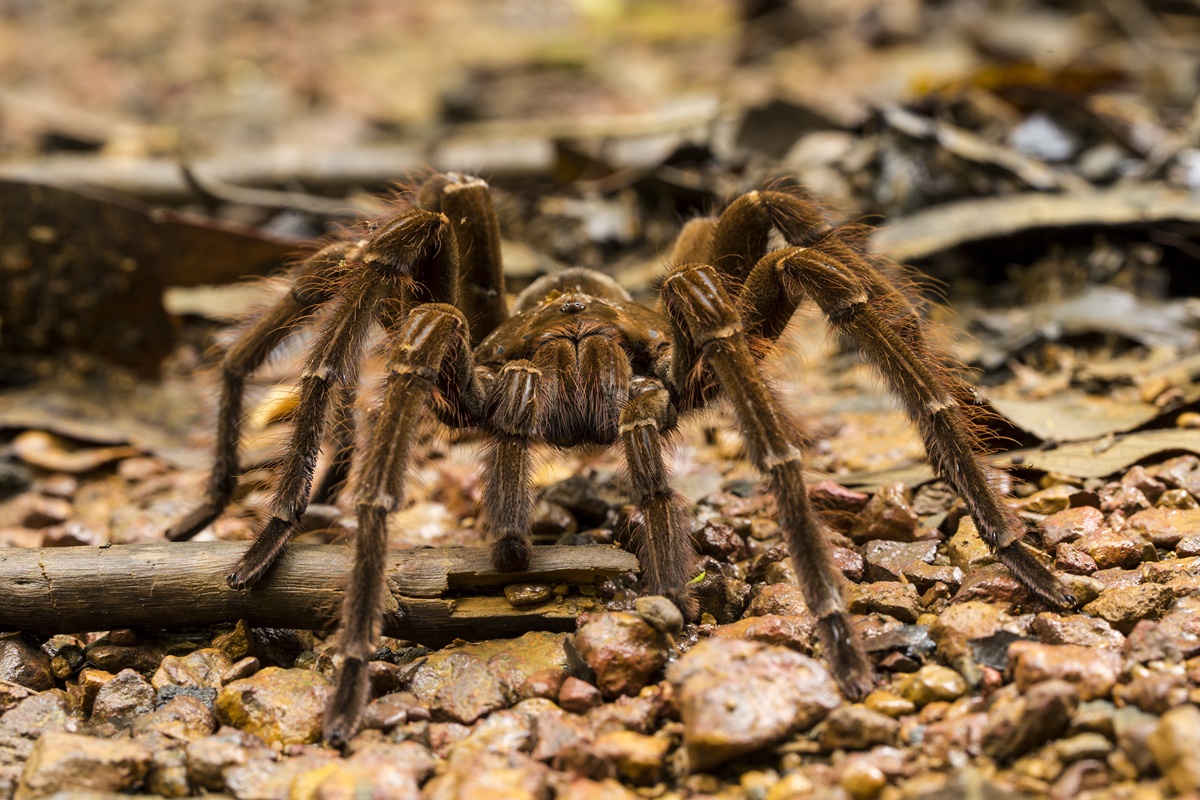 Aranha-Caranguejeira