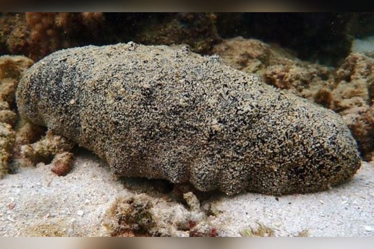 Um dos pepinos-do-mar fotografados na Ilha Lizard, na Grande Barreira de Corais. Metrópoles
