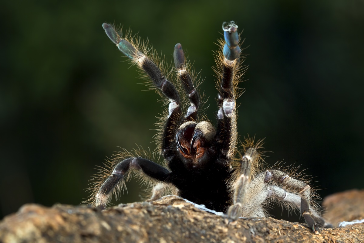 Aranha-caranguejeira ajuda no combate a pragas; o que fazer ao encontrá-la
