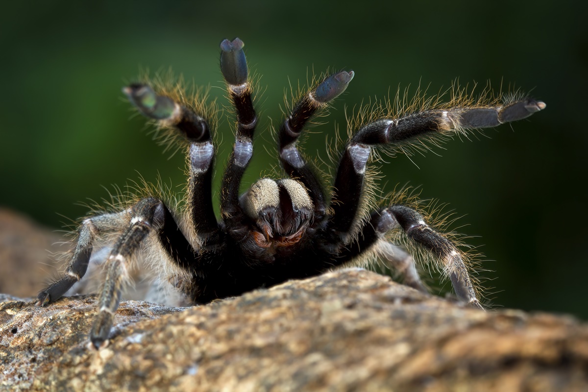 Aranha-Caranguejeira