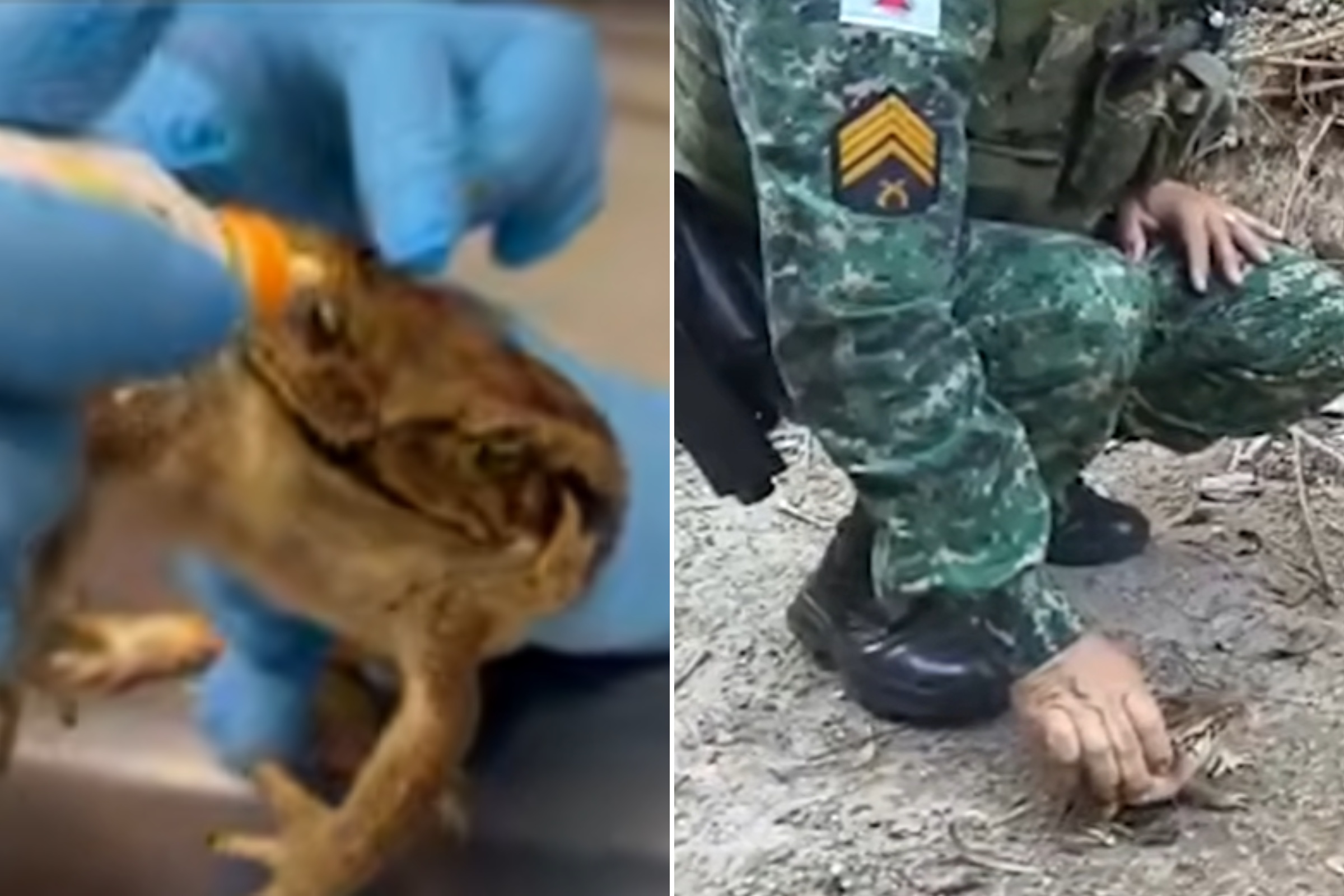 Após ataque de cão e tratamento em MG, sapo-cururu é solto na natureza