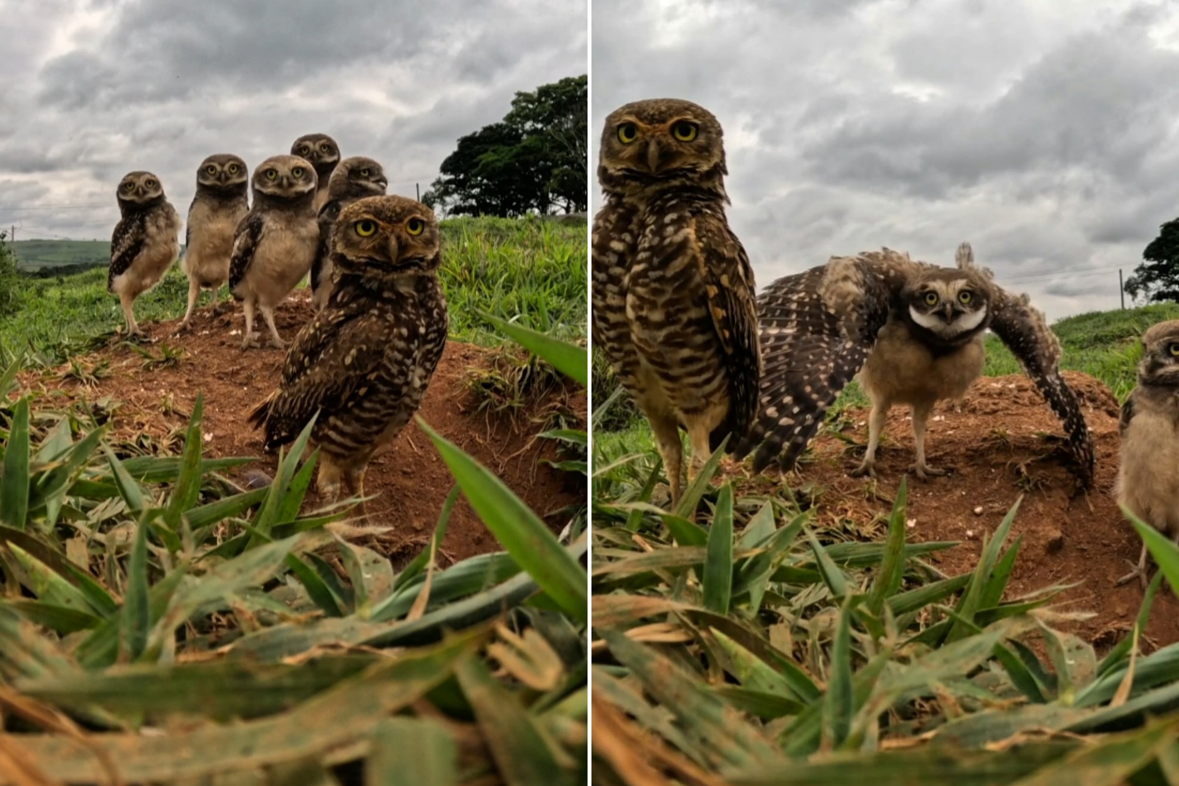 Família de corujas curiosas olham para câmera e encantam fotógrafo em Minas