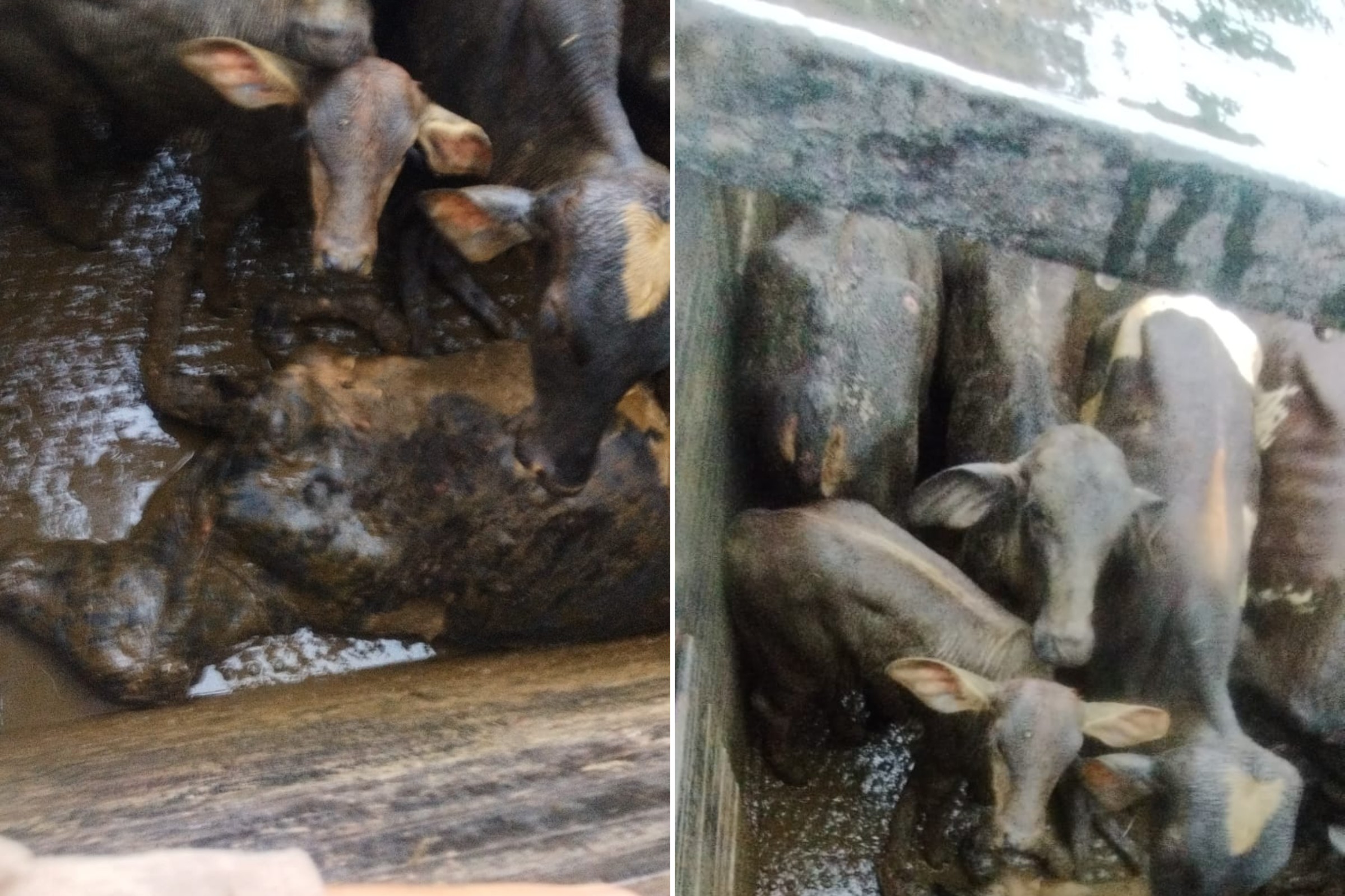 bovinos furtados em Munhoz, no Sul de Minas