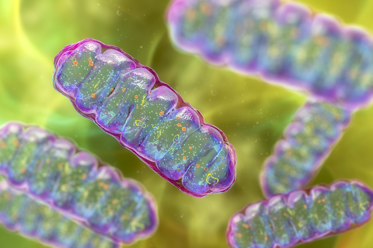 Proteína encontrada nos músculos pode ser novo alvo contra diabetes tipo 2