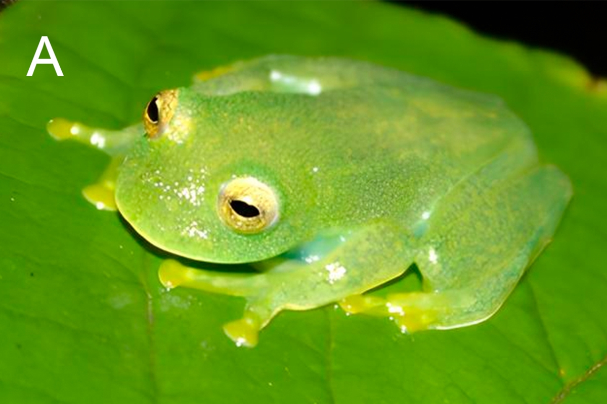 Nova espécie de perereca do Cerrado é encontrada no interior de Goiás