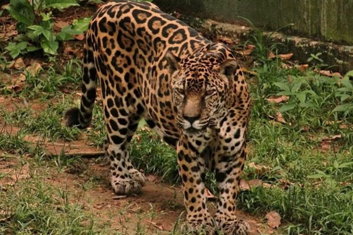 Onça-pintada de Manaus é considerada a mais velha do mundo em cativeiro