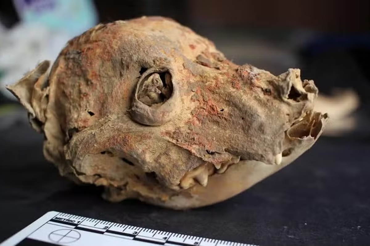 Arqueólogos encontram ossadas de cães sem pelos enterrados há 1.200 anos