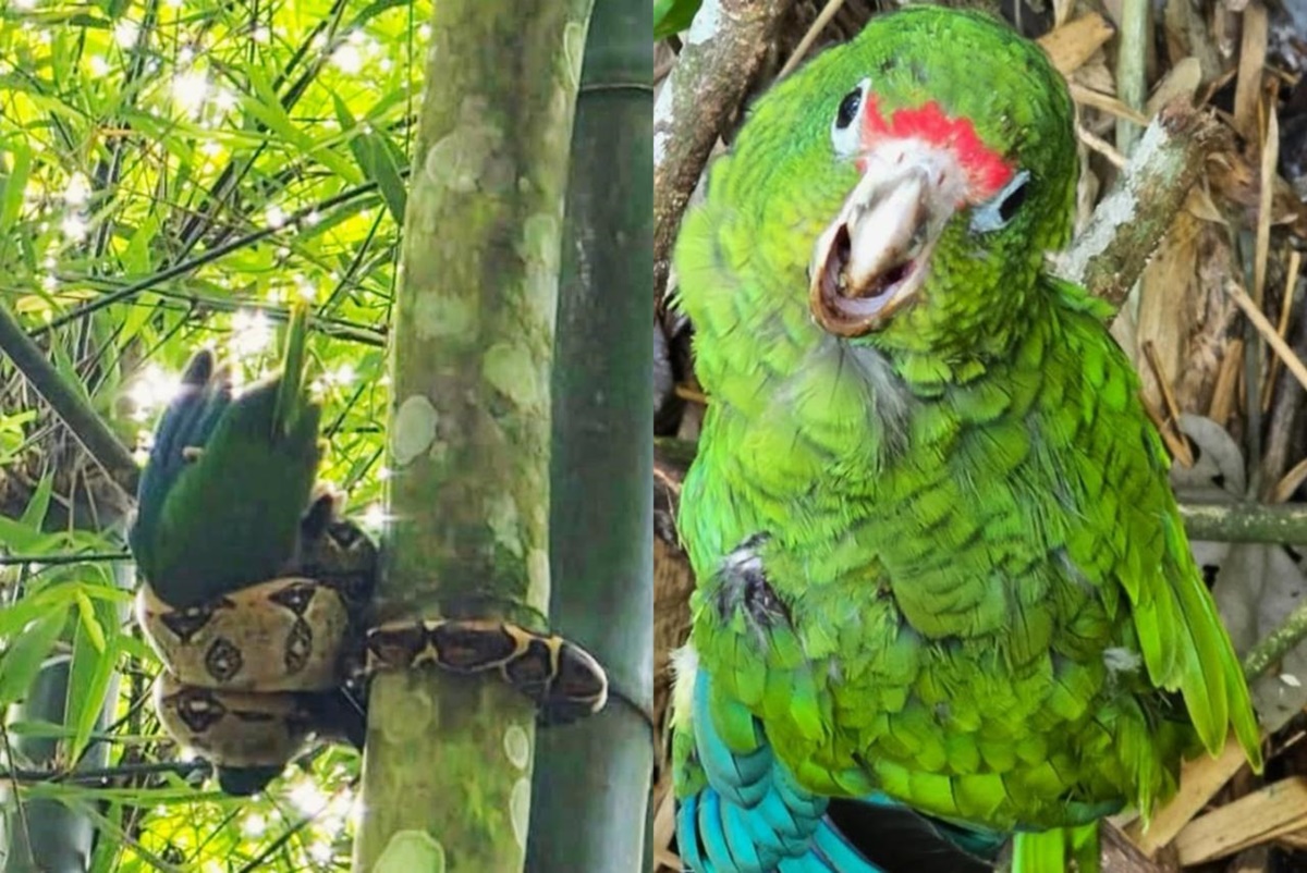 Biólogo salva papagaio ameaçado de extinção de ataque de jiboia no Caribe