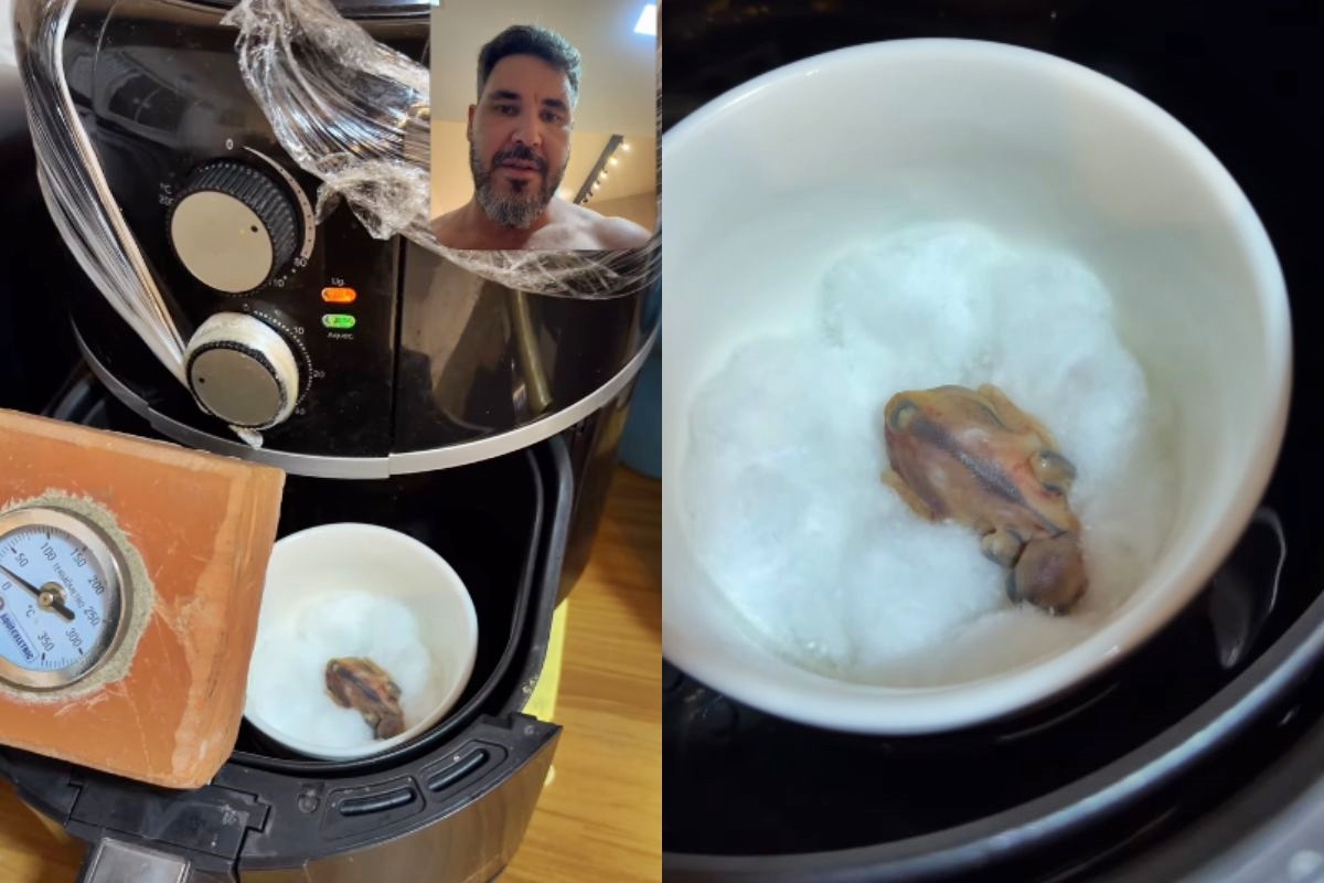 Homem resgata filhote de passarinho caído e improvisa abrigo em air fryer