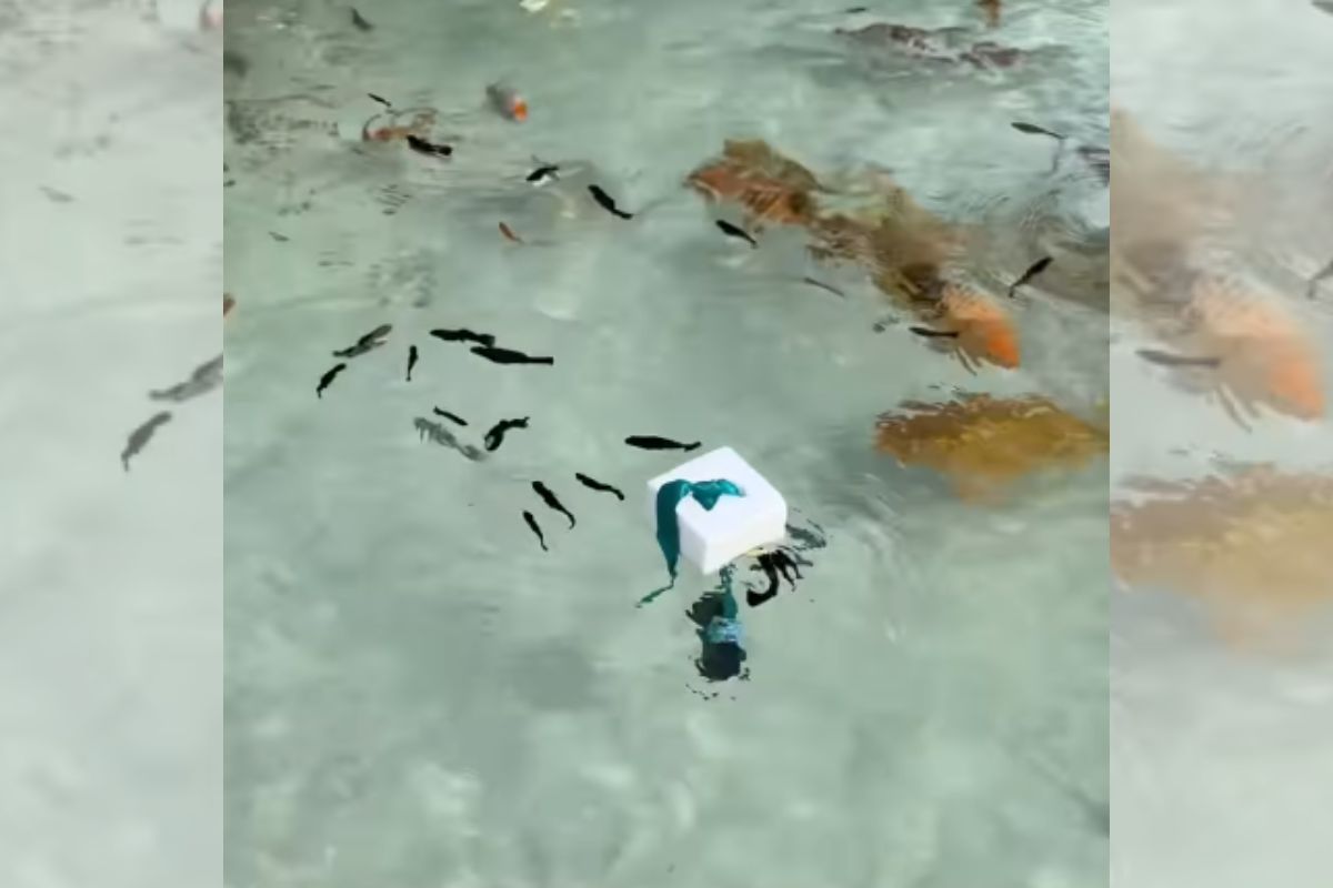 Peixe PCD