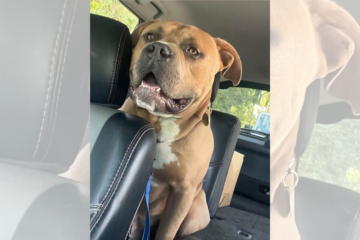 Pitbull resgatado