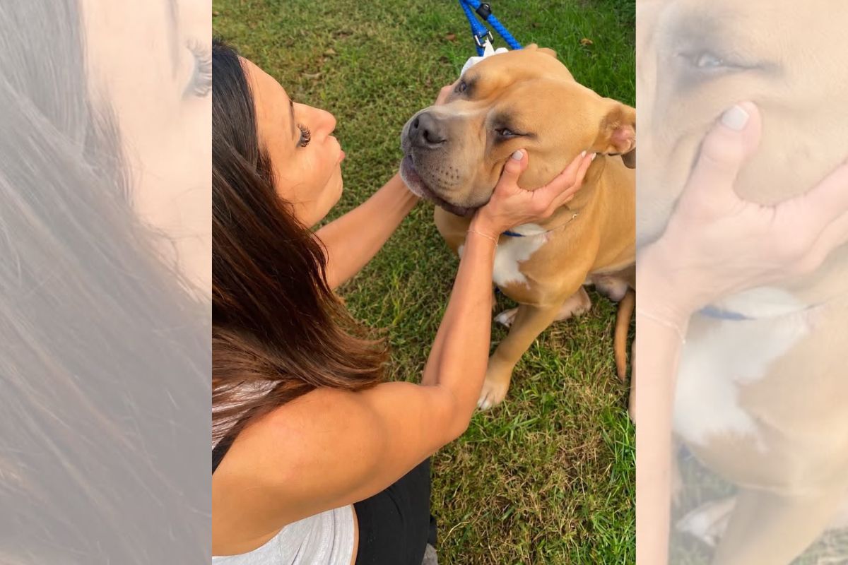Vítima de maus-tratos, pitbull de 54 kg emociona protetores durante resgate