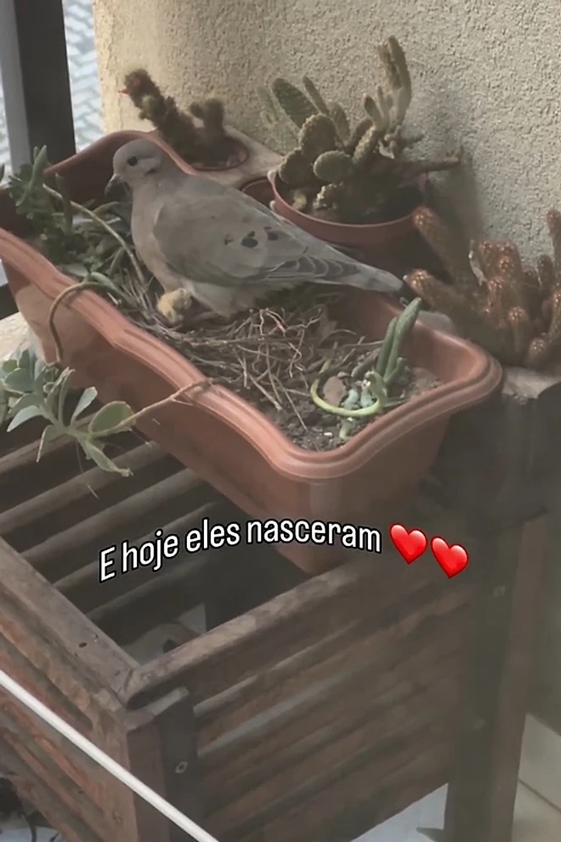 Foto de uma pomba em um ninho feito em um vaso de plantas - Metrópoles