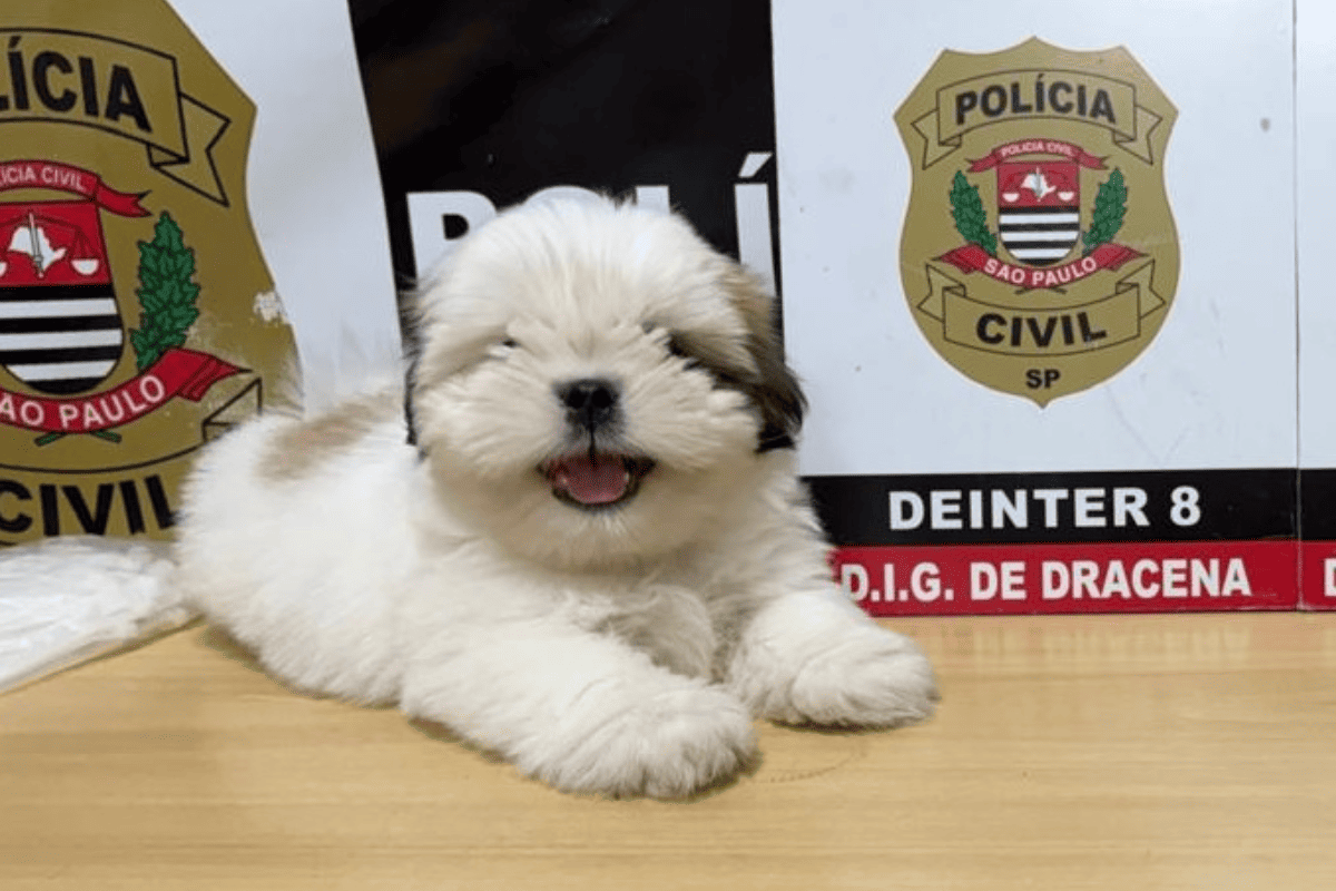Alerta de fofura: filhote de Shih-tzu é resgatado após 10 dias desaparecido