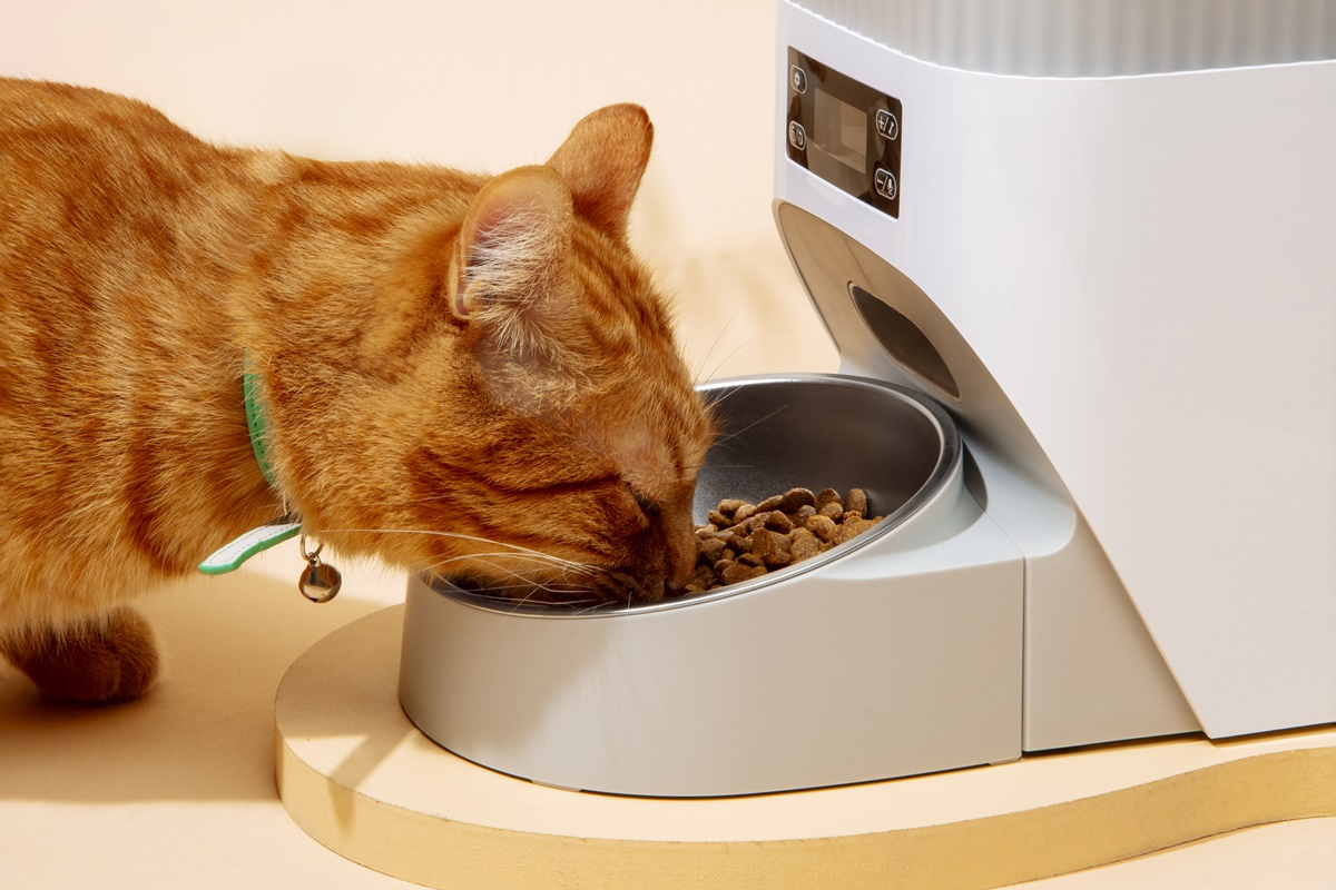 Gato comendo 