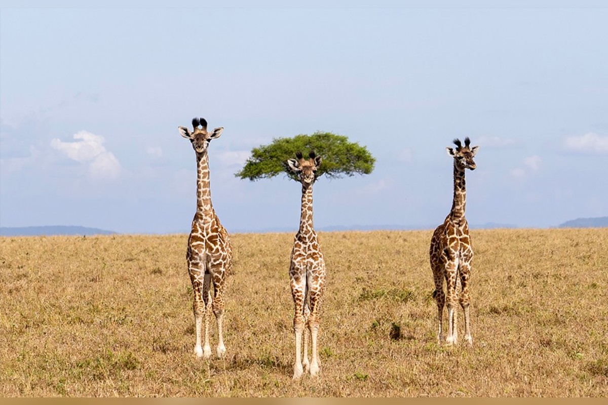 Comédia animal: veja 8 das fotos mais engraçadas da vida selvagem de 2026