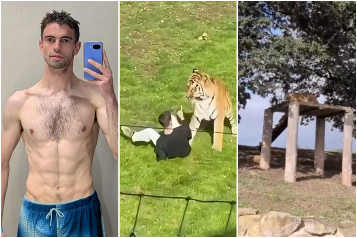 Homem postou vídeo de tigre antes de invadir recinto e ser morto por animal