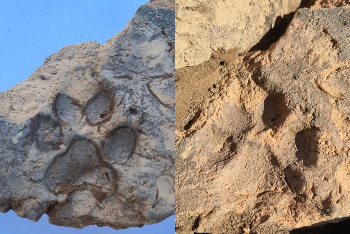 Tijolo de 3,7 mil anos com marca de pata de cachorro é achado na Turquia