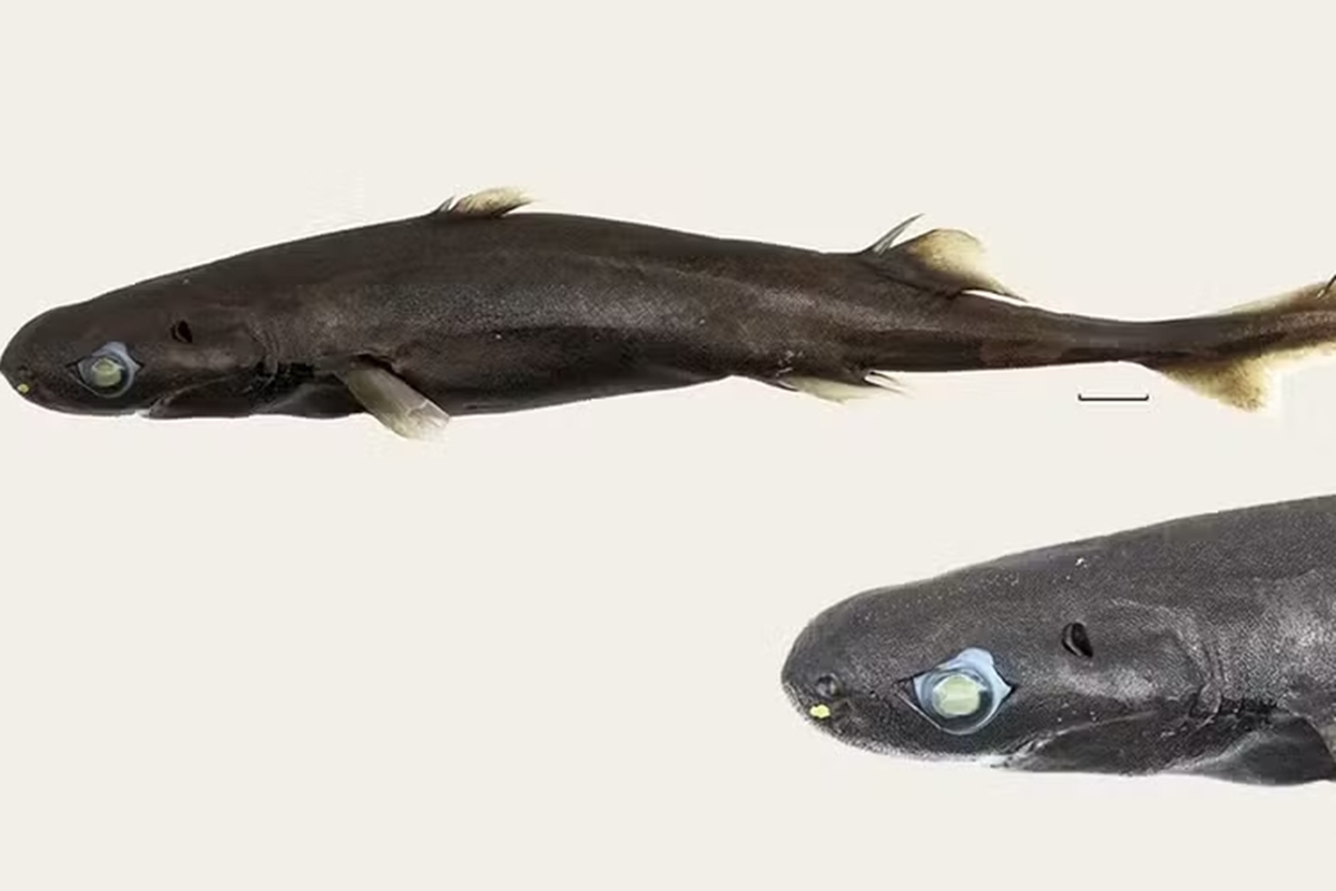 Nova espécie de tubarão de 21 centímetros é descoberta no Oceano Índico