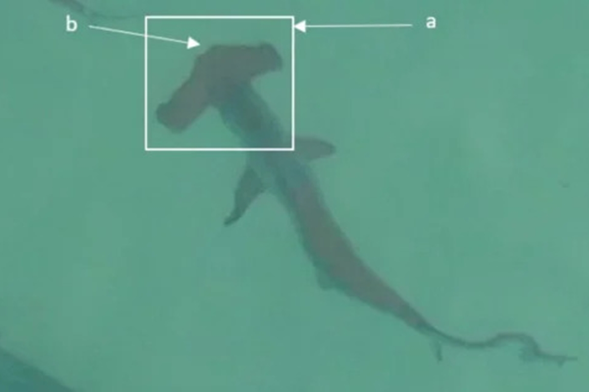 Drones flagram cardumes de até 80 tubarões nadando em praias na Austrália